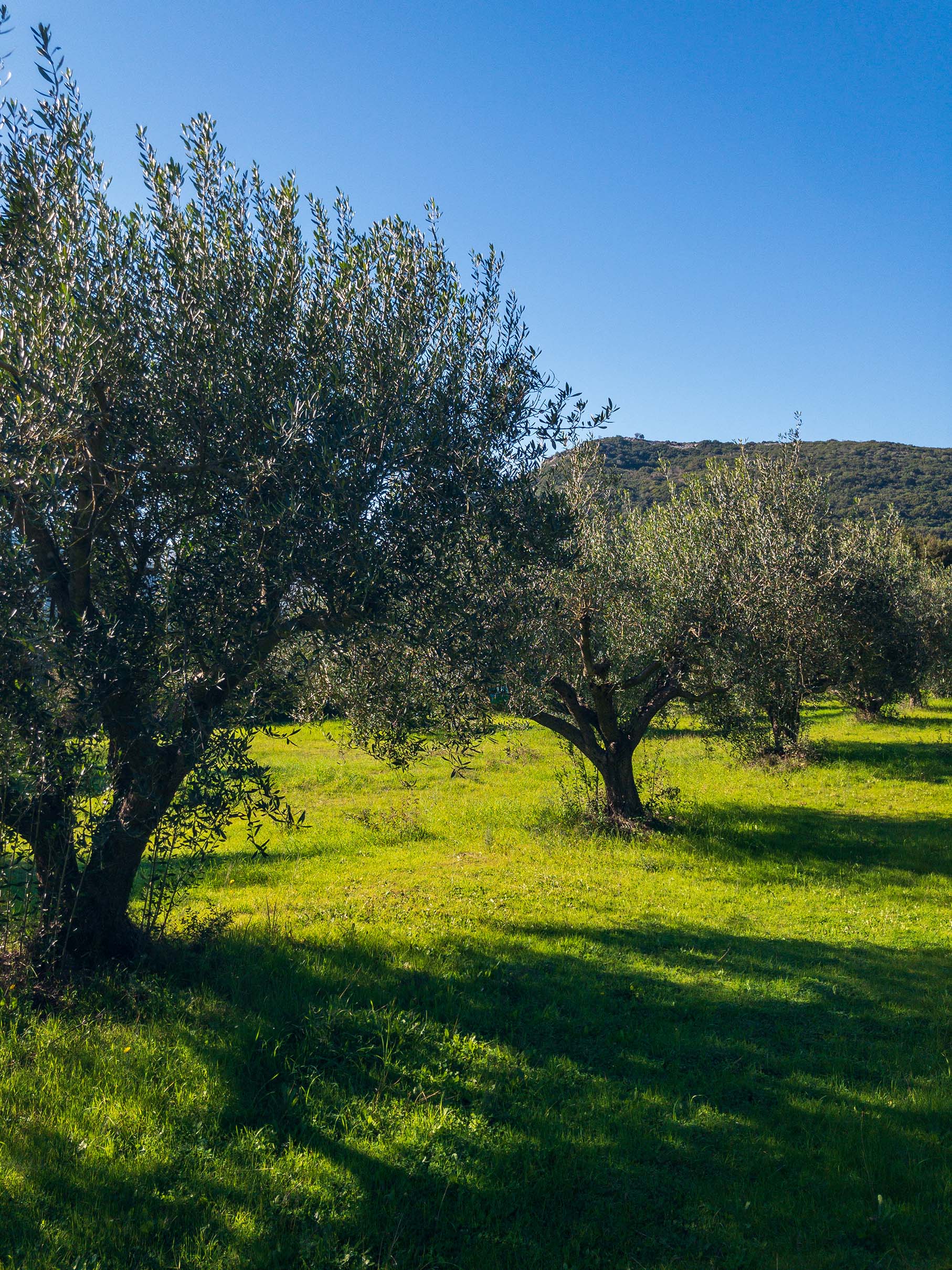 HORRAON Olive Grove © Nicholas V. K.