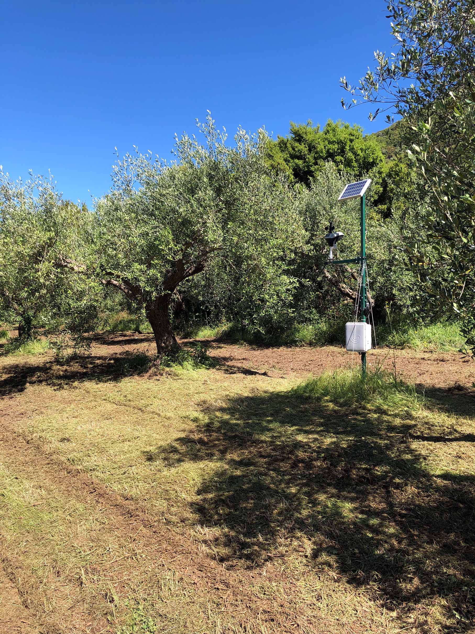 HORRAON Olive Grove © Nicholas V. K.