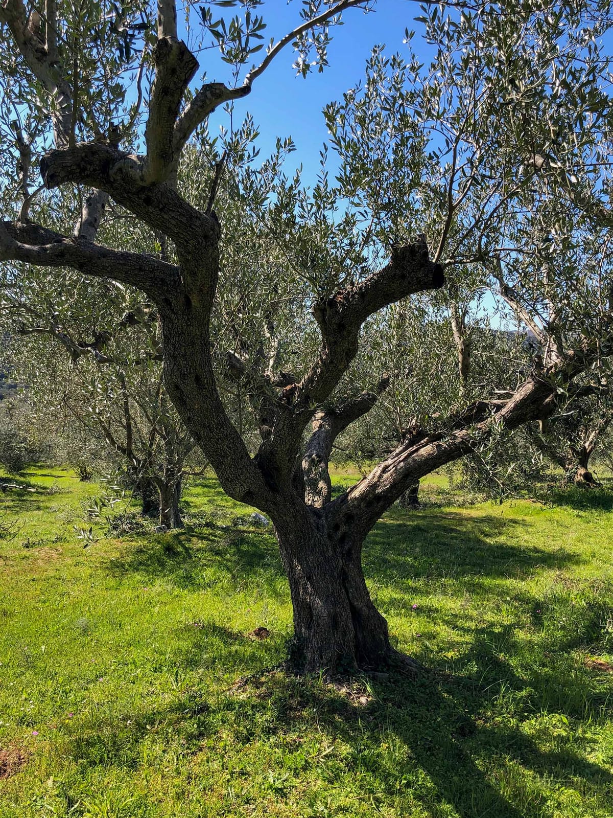 HORRAON Olive Grove © Nicholas V. K.